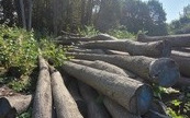 Ogłoszenie o negocjacjach na sprzedaż drewna  1
