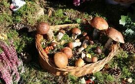 Udane I Dary Las&oacute;w Powiatu Włoszczowskiego  64