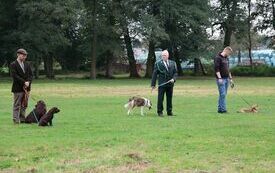 Prezentacja ps&oacute;w myśliwskich