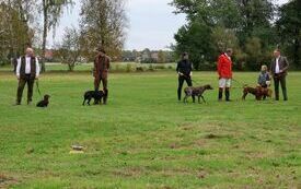 Prezentacja ps&oacute;w myśliwskich