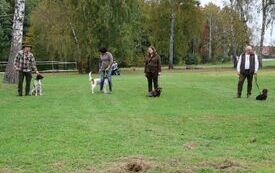 Prezentacja ps&oacute;w myśliwskich