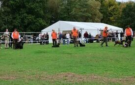 Prezentacja ps&oacute;w myśliwskich