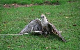 Prezentacja ptak&oacute;w drapieżnych