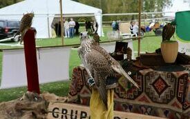 Stoisko, na kt&oacute;rym prezentowane są ptaki drapieżne