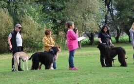 Sędzia gł&oacute;wny pr&oacute;by smyczy chart&oacute;w ogłasza włascicielom tych ps&oacute;w wyniki konkurencji