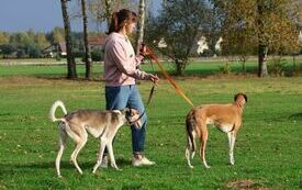 Właścicielka dw&oacute;ch chart&oacute;w prowadzi je na smyczy