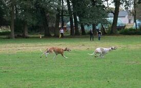 Pr&oacute;by smyczy chart&oacute;w, czyli pogoń tych ps&oacute;w za sztucznym zającem