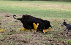 Pr&oacute;by smyczy chart&oacute;w, czyli pogoń tych ps&oacute;w za sztucznym zającem