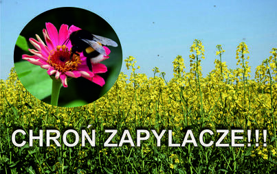 Zdjęcie do Nie pozw&oacute;l, aby zabieg ochrony roślin zagrażał zapylaczom