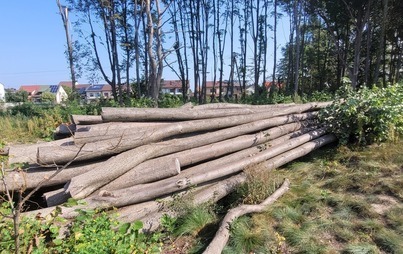 Zdjęcie do Ogłoszenie o negocjacjach na sprzedaż drewna 